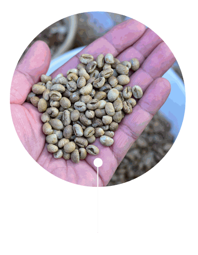 PEABERRY 04 PEABERRY 04